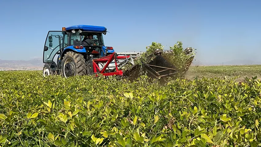 Terörden arındı, hasat başladı! 30 bin ton mahsul bekleniyor! Üreticisi ise mutlu!