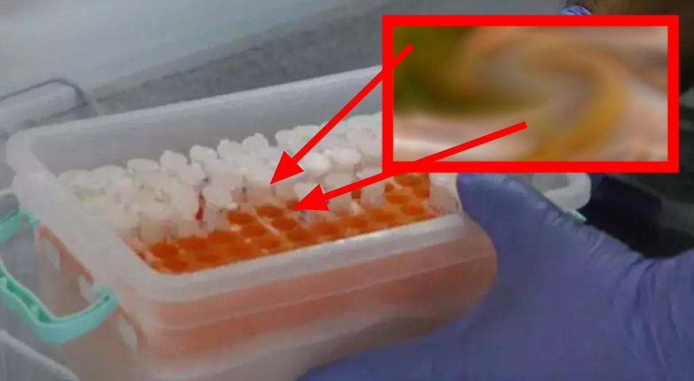 1 litresi 10 milyon dolar! Sadece Malatya, Adana, Şanlıurfa, Mardin ve Diyarbakır'da yetişiyor... Üreticiler paraya para demiyor