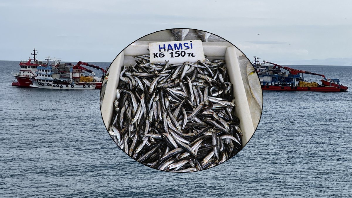 Balıkçılar hamsi için o kente akın etti: Bolluk da fiyatı düşürmedi