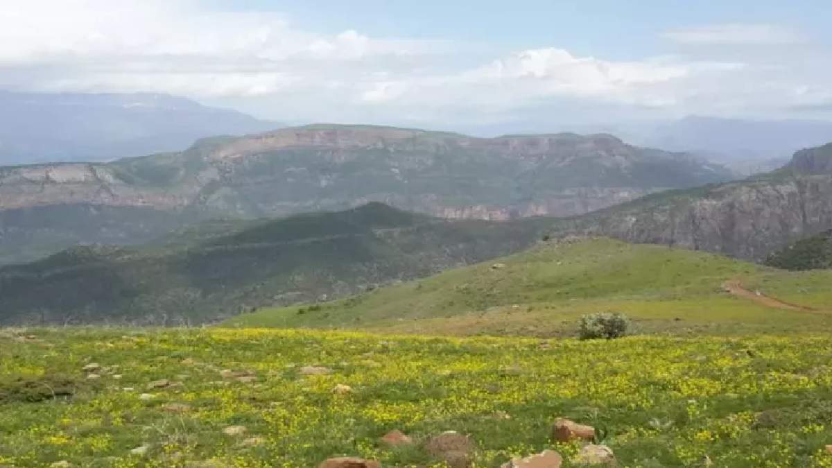 4 ayrı dağın zirvesinde hasat zamanı! 1. kalite ürünlerin eşi benzeri yok: Yurt içi ve yurt dışından talep yağıyor