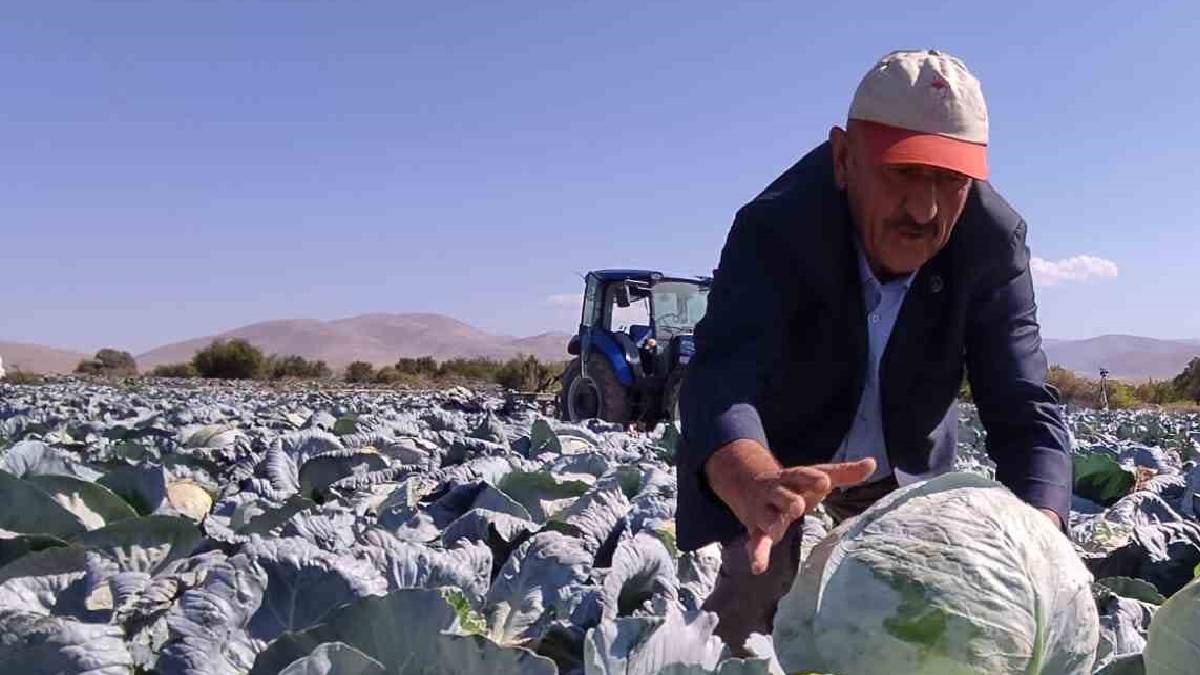 Köylüler topluyor tezgaha gelmeden bitiyor! Bunu yemeyen şifa bulamıyor: Doktorlar bile bidon bidon götürüyor
