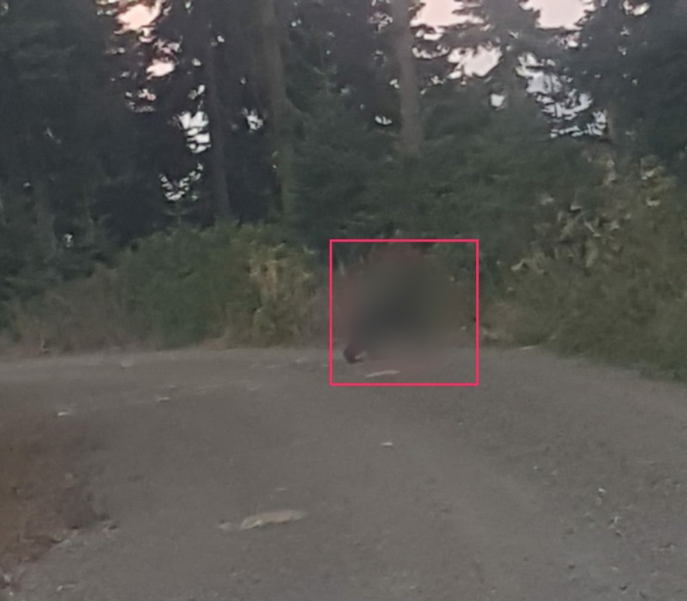 Bolu, Sinop, Bartın, Karabük ve Kastamonu için vahşet! Her an karşınıza çıkabilirler: Resmen istila ediyorlar