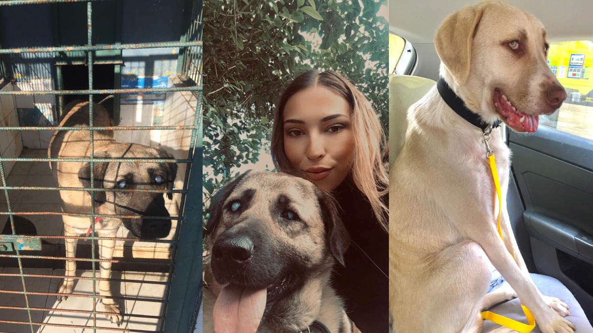 Satın almadı, sahiplendi, köpeği için ev kiraladı