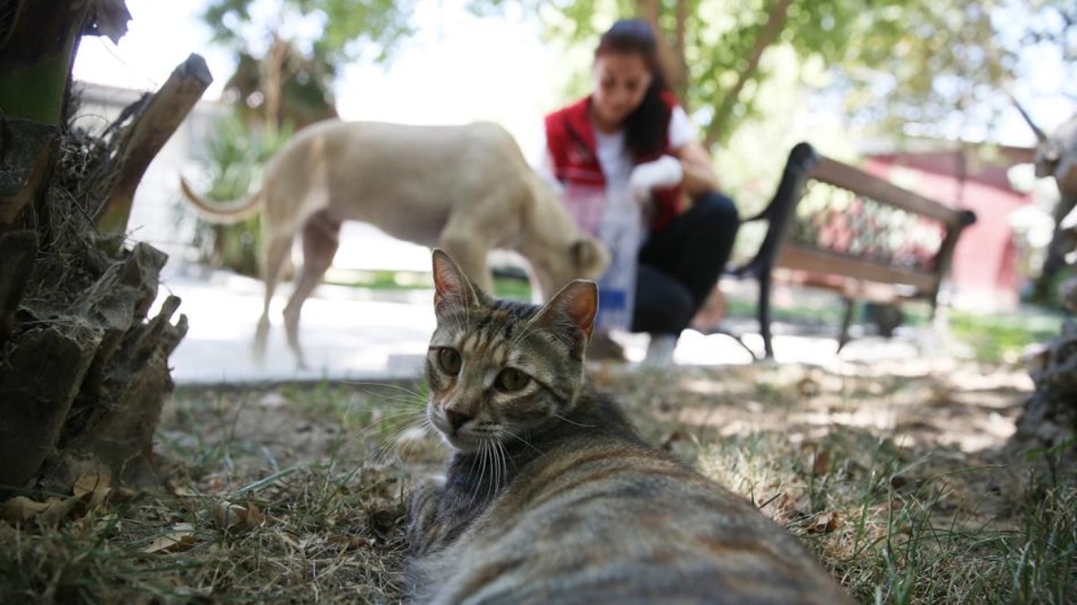 Can dostlarımız, Merkezefendi Belediyesine emanet