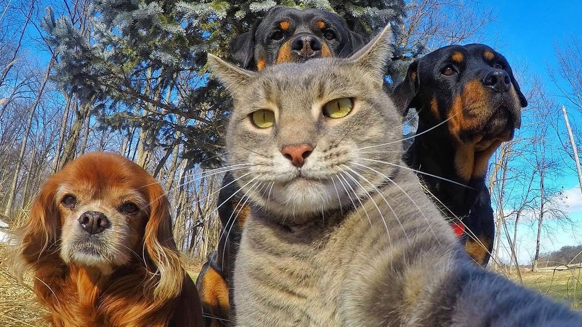 İzmir Barosu'ndan iktidara ve kamu kuruluşlarına çağrı: Hayvanları şiddetten kurtaracak düzenlemeler yapılsın