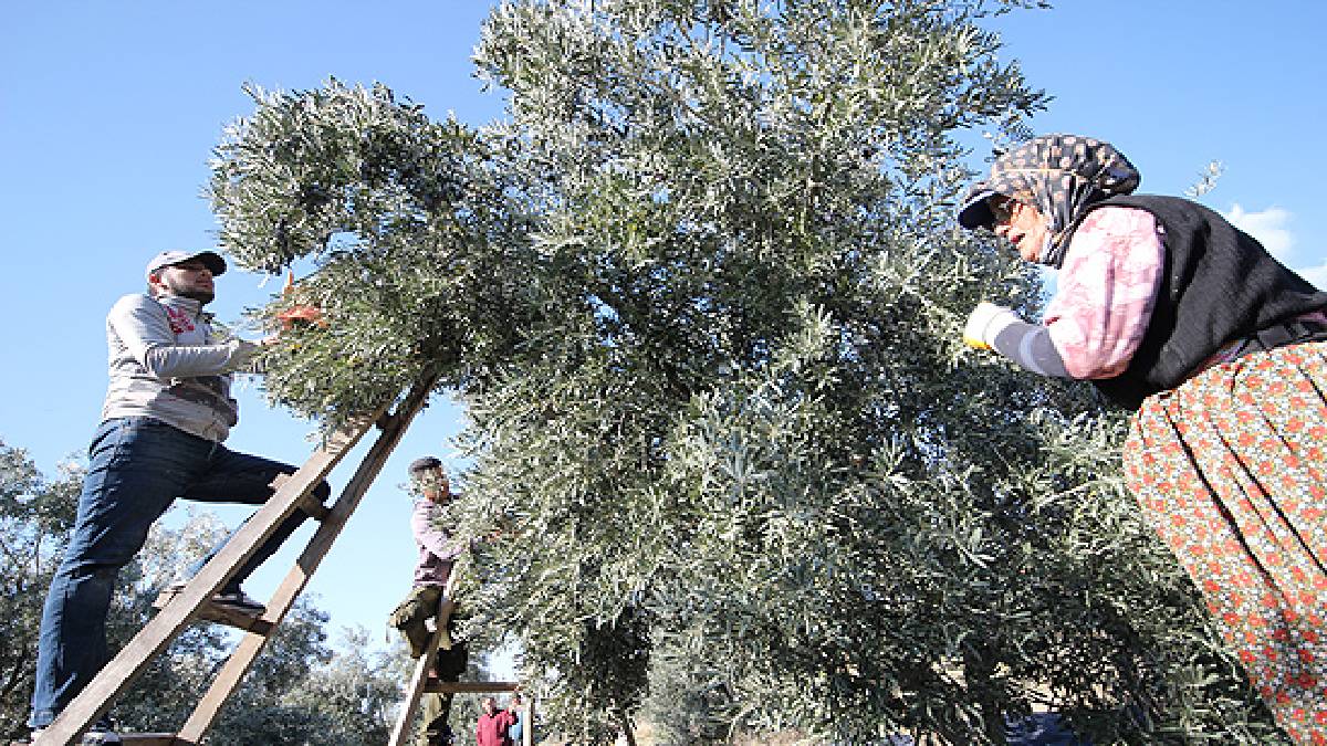 Daldan tek tek toplanıyor! Doktor reçeteyle veriyor: 190 TL fiyatını duyan kara kara düşünüyor