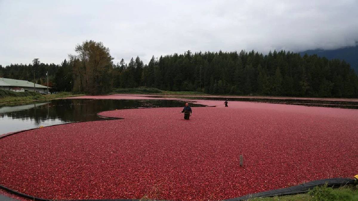 Kendiliğinden yetişiyor köylüler topluyor! “Süper Besin” şifasıyla yıllara meydan okudu: Antibiyotiğin atası