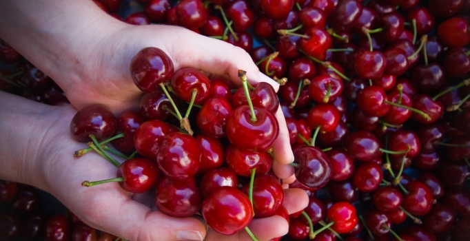 Malatya'da kirazlar "dalbastı"