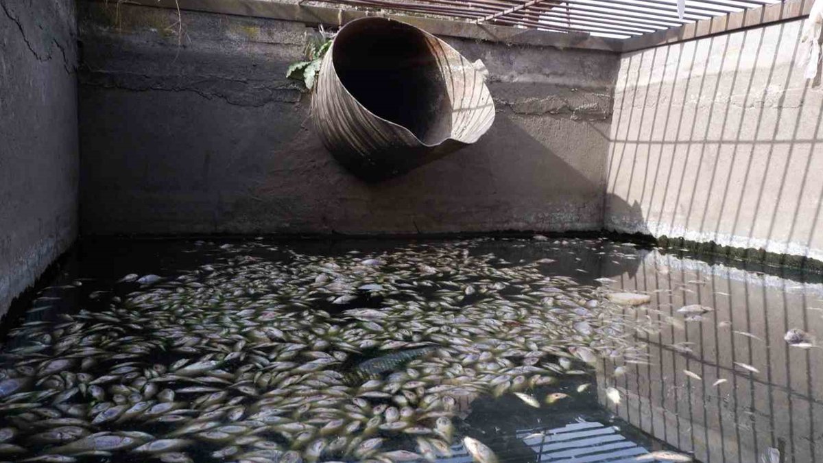 Edirne'deki balık ölümlerine DSİ incelemesi