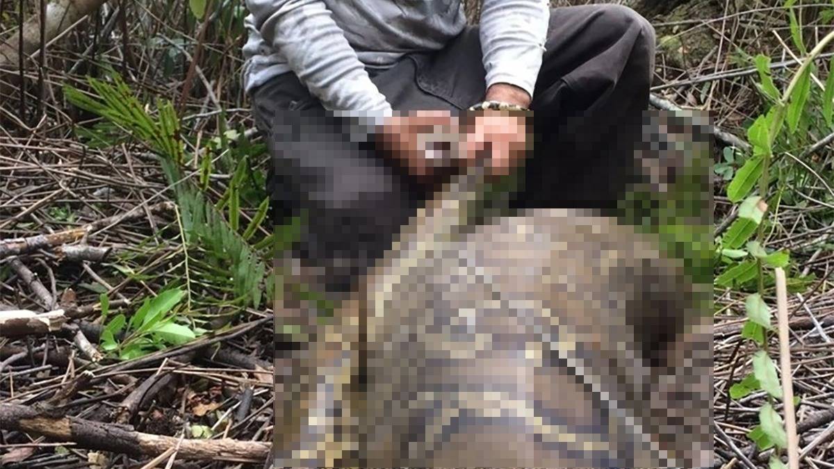 Tüm mahalle canavarı görünce ayaklandı! 13 metrelik dev yılan dehşet saçtı... O canlıyı yiyerek büyüdükçe büyüdü!