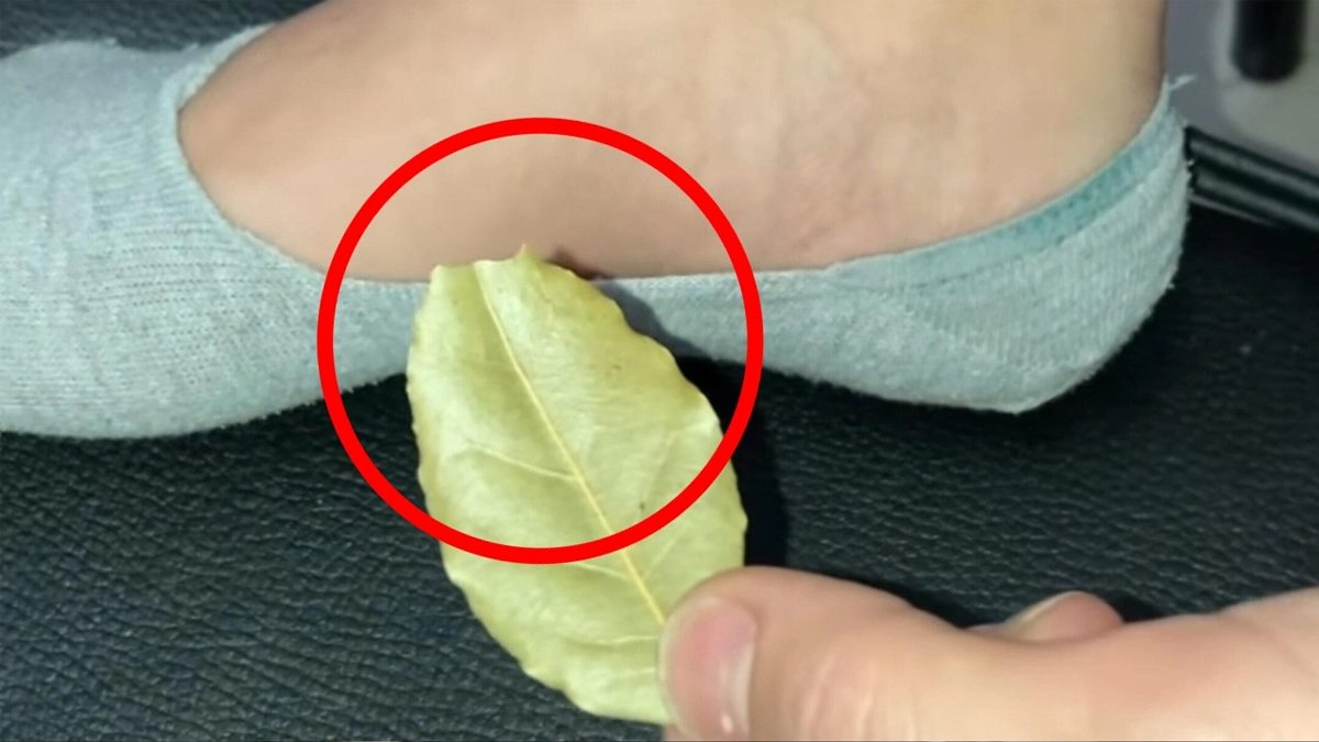 Uyurken defne yaprağını çorabınızın içerisine koyun, bu dertleri unutun! Bakın defne yaprağı nelere iyi geliyor