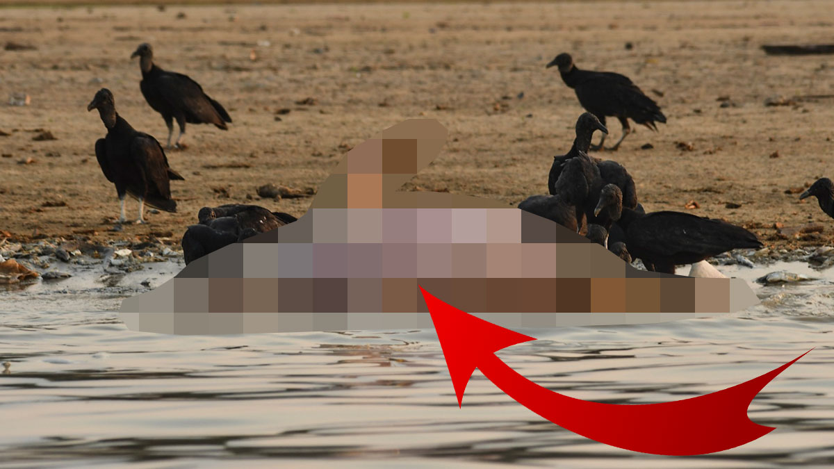 Sabah göl kıyısına gelenler şoke oldu: 100'den fazla ölü! Nedeni ise herkesi korkuttu