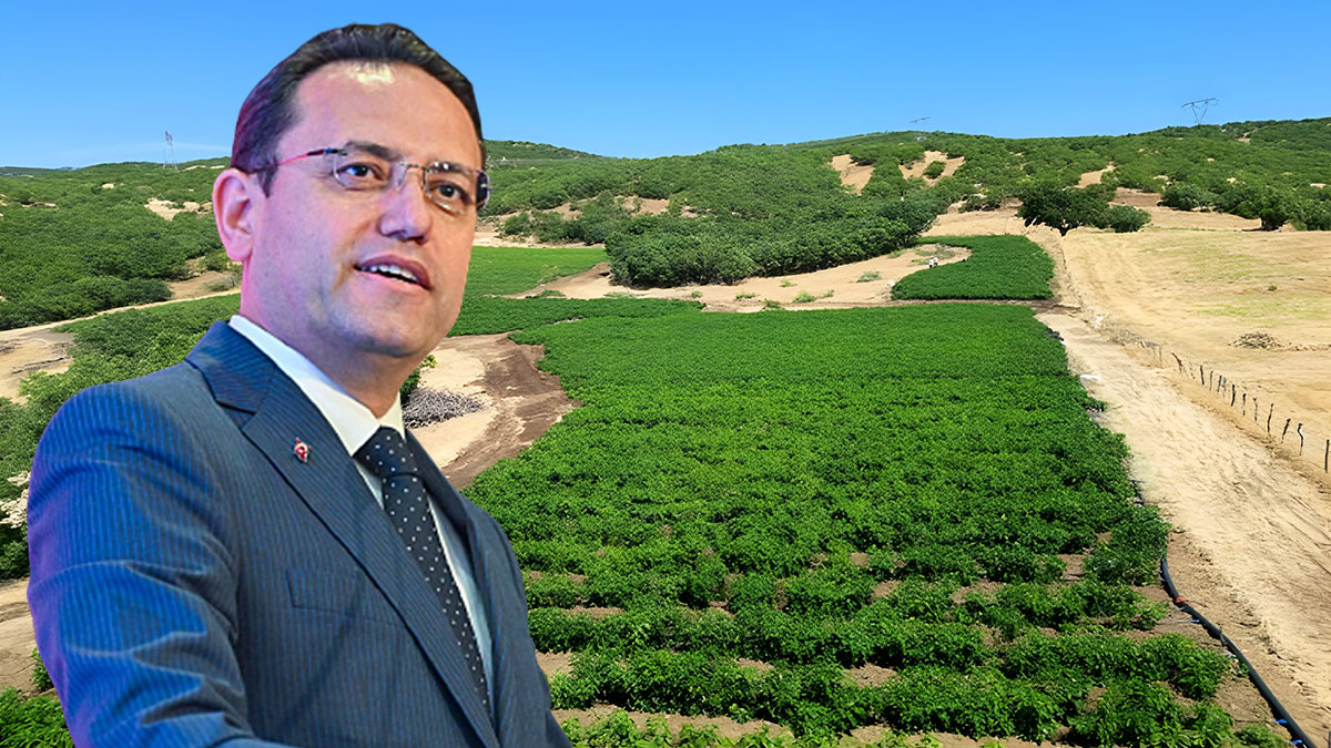 Aileden miras kalan arazisi olanlar dikkat: Devletten ödeme alacaksınız! Şartlar belli oldu