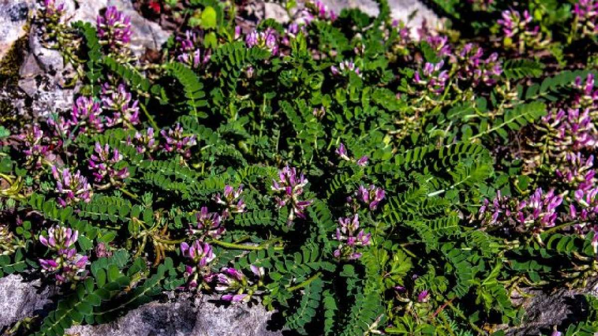 Tüm dünyanın gözü Bartın'da! Sadece orada yetişiyor: Talebin çok olduğu o tür hemen korumaya alındı