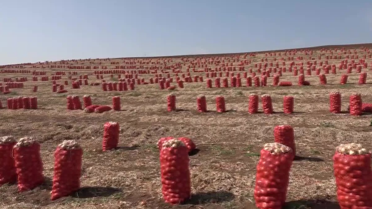 Çocuklar ağır koşullarda çalışıyor: Para yoksa okula nasıl gideceğim?