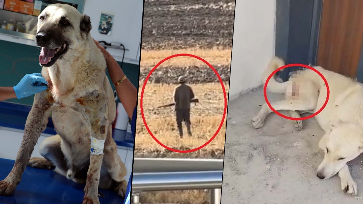 İki mazluma yapılan vicdansızlık içleri acıttı! Köpeklerin vücutlarından 200 saçma çıktı