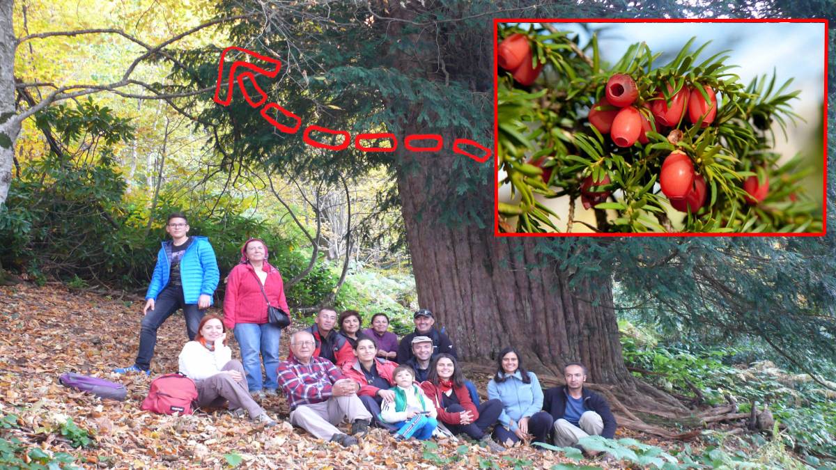 Dünyada sadece 5 tane var biri Zonguldak'ta! Kafile kafile herkes onu görmeye gidiyor... Görenler gözlerine inanamıyor