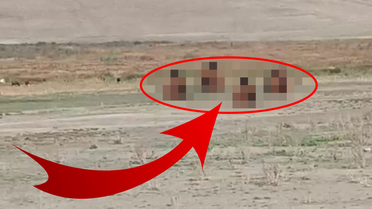 İran sınırındaki o ilimizde artık gündüzleri mahallelerde grup halinde dolaşıyorlar! Kent sakinleri evden çıkamaz oldu