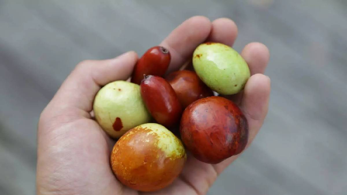 Ankara'nın bereketli topraklarında yetişiyor! Şifasını duyan hızı alamayıp günde 3 kilo yiyor… 8 yıldır doktora gitmiyor