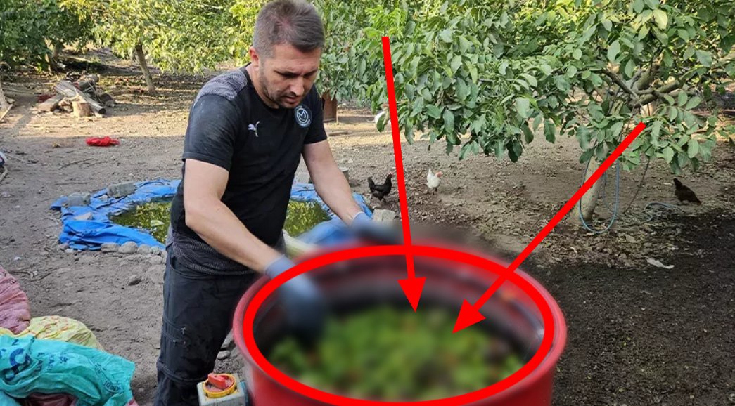 Hasat sezonu başladı! Türkiye'nin dört bir yanına gidiyor! Taleplere yetişemiyorlar! Lezzeti bambaşka