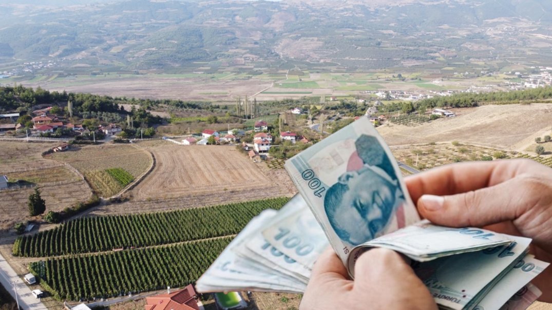 O ilimizde hasat başladı! Binlerce ton... Kilosu 15 liradan satılıyor! Üreticisi zengin olacak