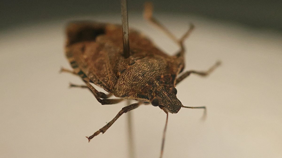 "Gördüğünüz yerde öldürün!" Acil Eylem Planı başlatıldı! Büyük tehlike saçıyor!