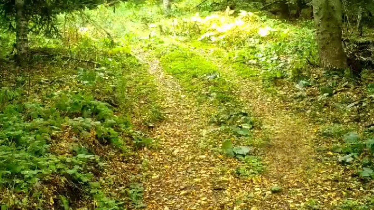 Ormanın hayaletini sadece dikkatli gözler görebiliyor! Bugüne kadar hep gizleniyordu, uzun zaman sonra ortaya çıktı