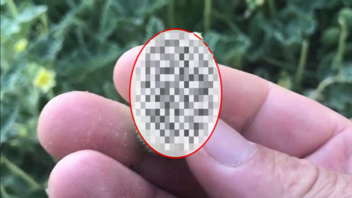 Yol kenarında kendiliğinden bitiyor! Yaklaşanı kör ediyor! Canını seven bu bitkiden kaçsın! 36 kilometreye sıçrıyor