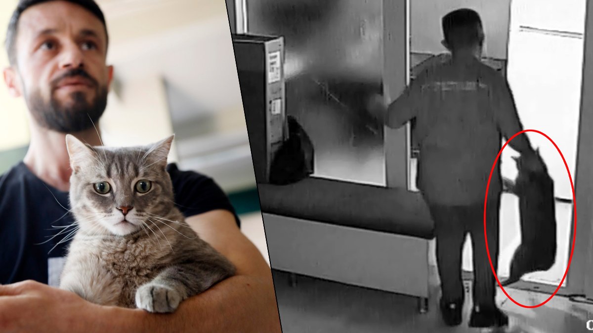 Çakıl'ı feci şekilde darbetmişti: Hayvana şiddet yine cezasız kaldı