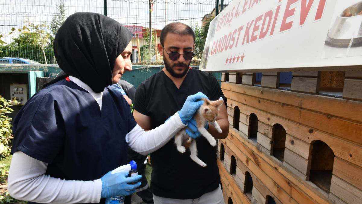 Sokak hayvanlarının sağlığı için çalışıyorlar