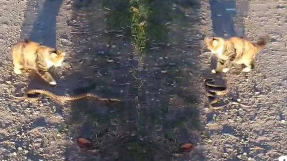 Burası ne Afrika ne Amerika! O ilimizde ölümcül kapışma... Kavganın kazananı herkesi şoke etti