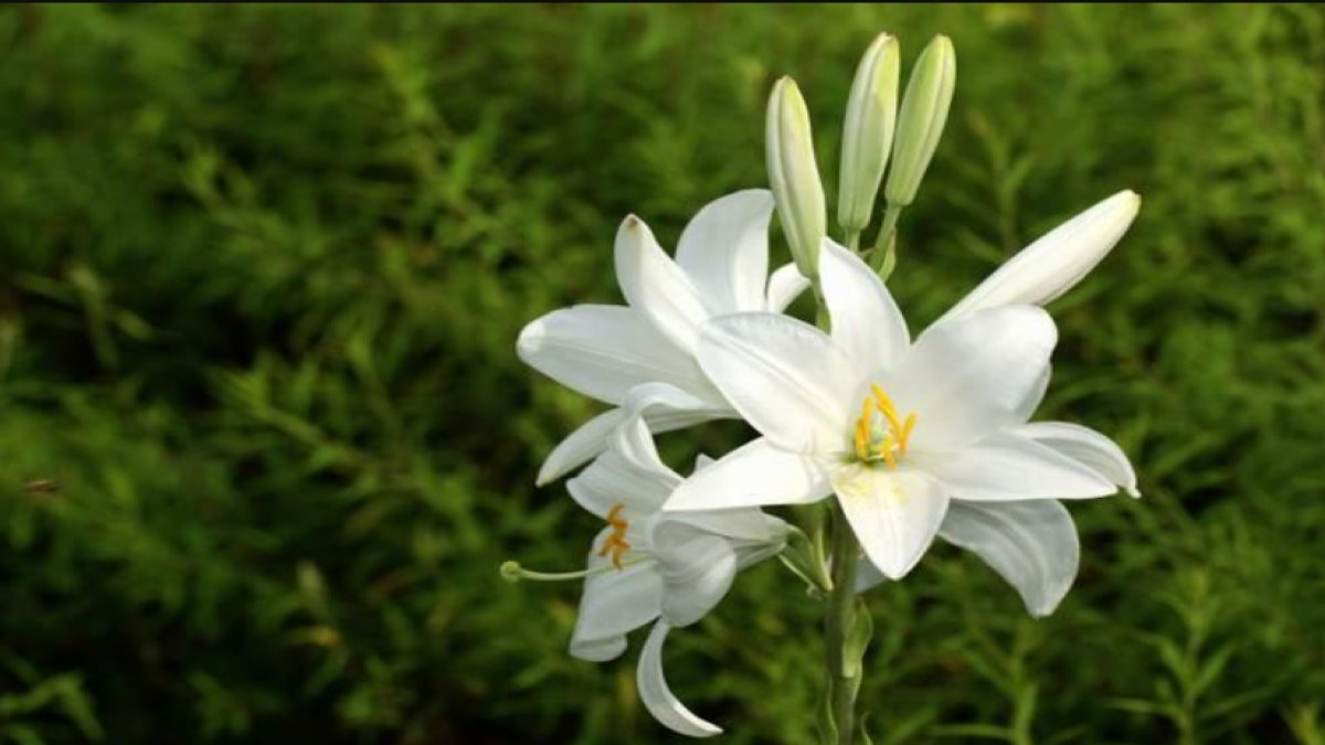 Zambak Çiçeği: Bahçelerin Zarif Güzelliği