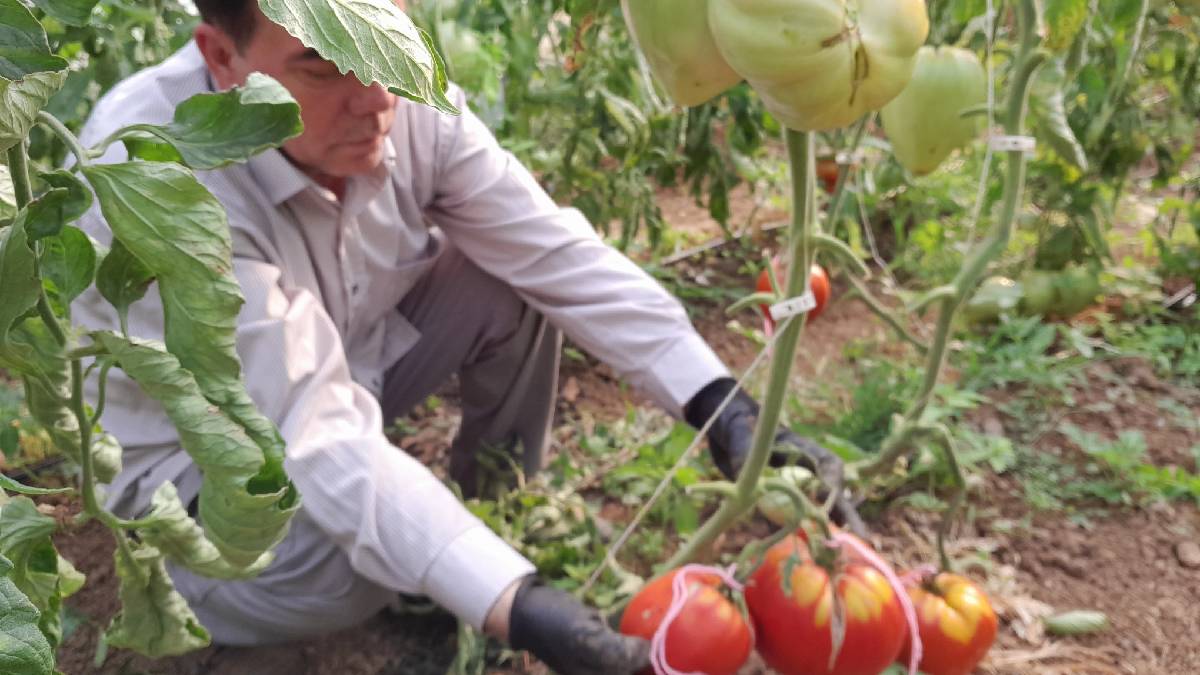 Bulgaristan'dan getirdiği ata tohumu ekti çıkan ürüne o da şaşırdı! Hobi olarak başladığı iş şimdi mesleği oldu