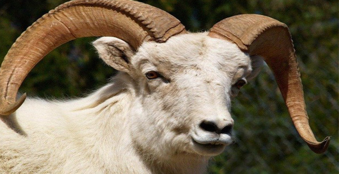 Ankara Kurban kesim yerleri belli oldu - Ankara haberleri