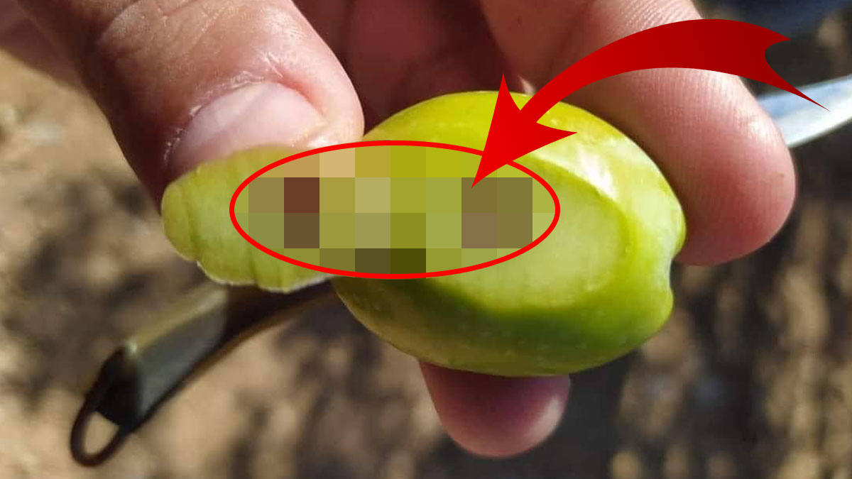 Koyu kahverengi leke varsa direkt çöpe atın! Uzmanı uyardı, kabuk altına açtığı oyuğa larvasını bırakıyor, zehirlenebilirsiniz