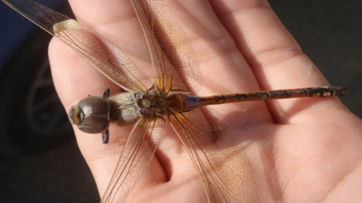 Yusufcuk Böceği: Efsanevi Gece Uçuşunun Kahramanı