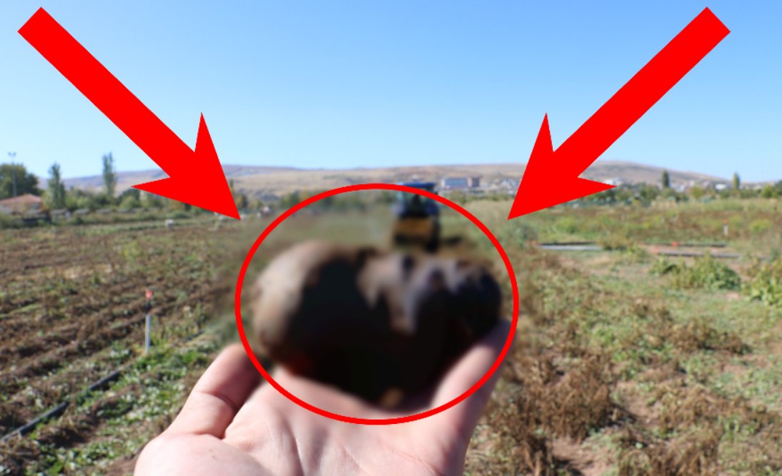 Bu patates, tarladan çıkar çıkmaz bitiyor! Normal patatesten 10 kat fazla besleyici... O ilimizde mor patates mucizesi