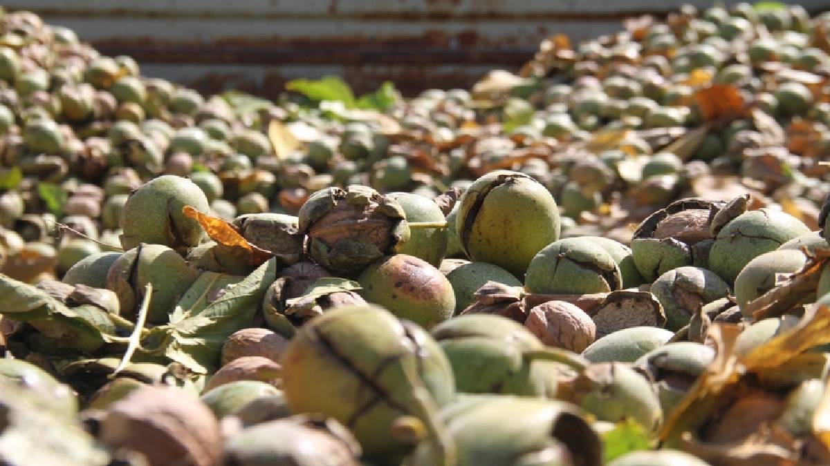 Beyine etkisi inanılmaz... O üründe hasat heyecanı başladı, tek bir ağacı bile resmen para döküyor