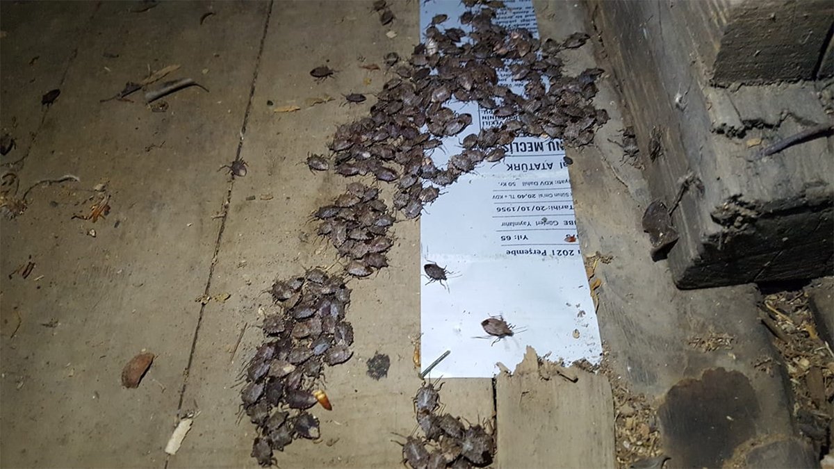 'İstilacı böcek' kabusu büyüyor: 14 bin yumurta bırakıyor, tarıma zararı 5 milyar lira!