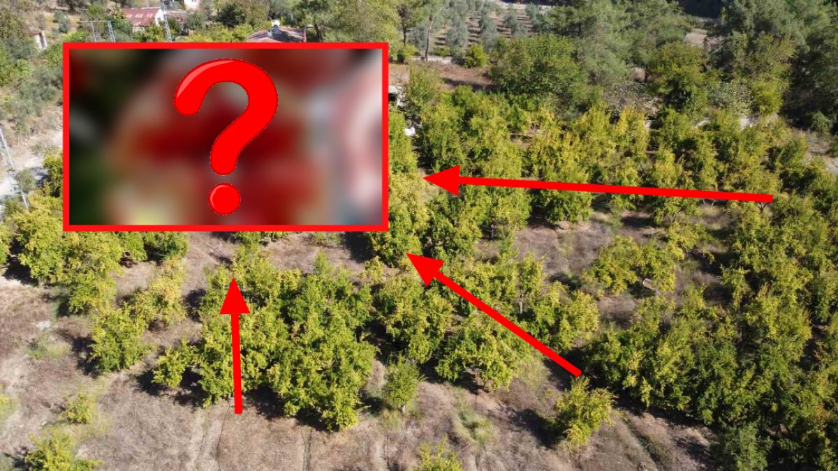 Türkiye'de benzeri yok! Bu meyve sadece bu ilde yetiştiriliyor: Alıcı daha pazara düşmeden tarladan kasayla alıp götürüyor