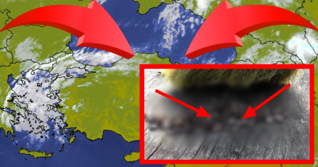 Türkiye'yi bir felaket bekliyor! Uzmanlar sessiz istila için böyle uyardı... 'Önümüzdeki yıl da böyle olursa...'