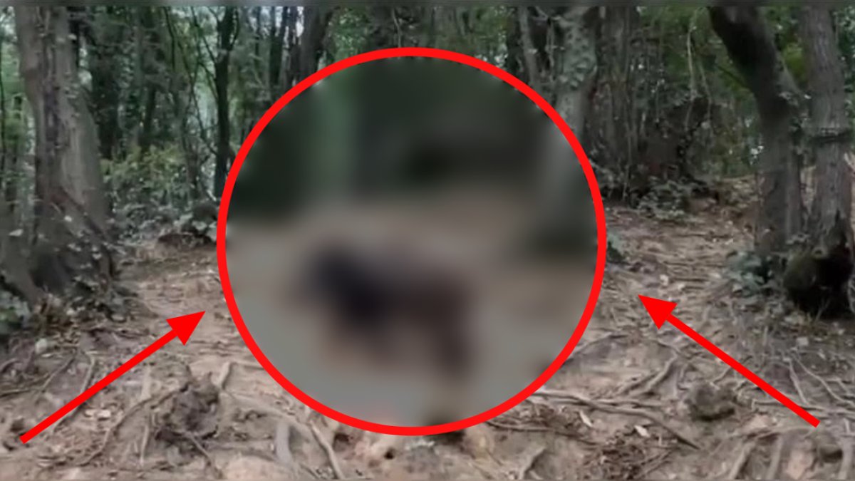 Burası Afrika değil İstanbul! Görenler hayretler içerisinde kaldı: 2 metrelik canavarı "pisi pisi" diye çağırdı