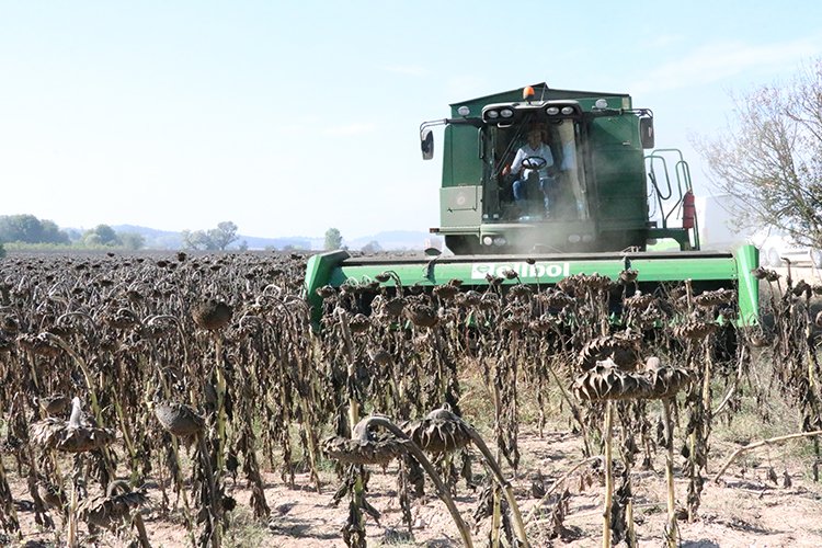 Trakya'da kuraklık ayçiçeği vurdu! Ama o ilde ayçiçeği hasadı tüm hızıyla başladı!