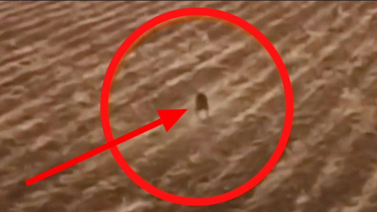 Çiftçiler gece gündüz nöbet tutuyor! Ne tilki ne ayı, başlarına öyle bir bela aldılar ki: Gece hayvanların gözlerini oyuyor