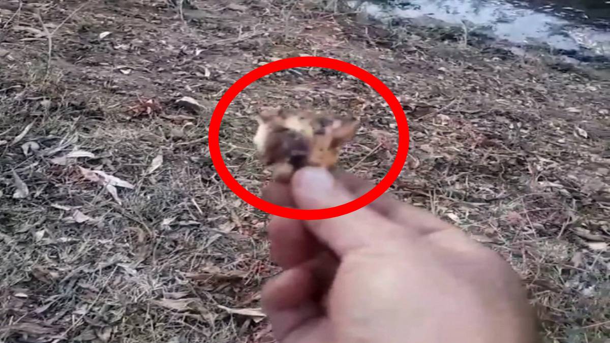 Herkes yaklaşmaya korkuyor o tedirgin bile olmuyor! Doğanın vahşi avcısını elleriyle besledi görenler gözlerine inanamadı