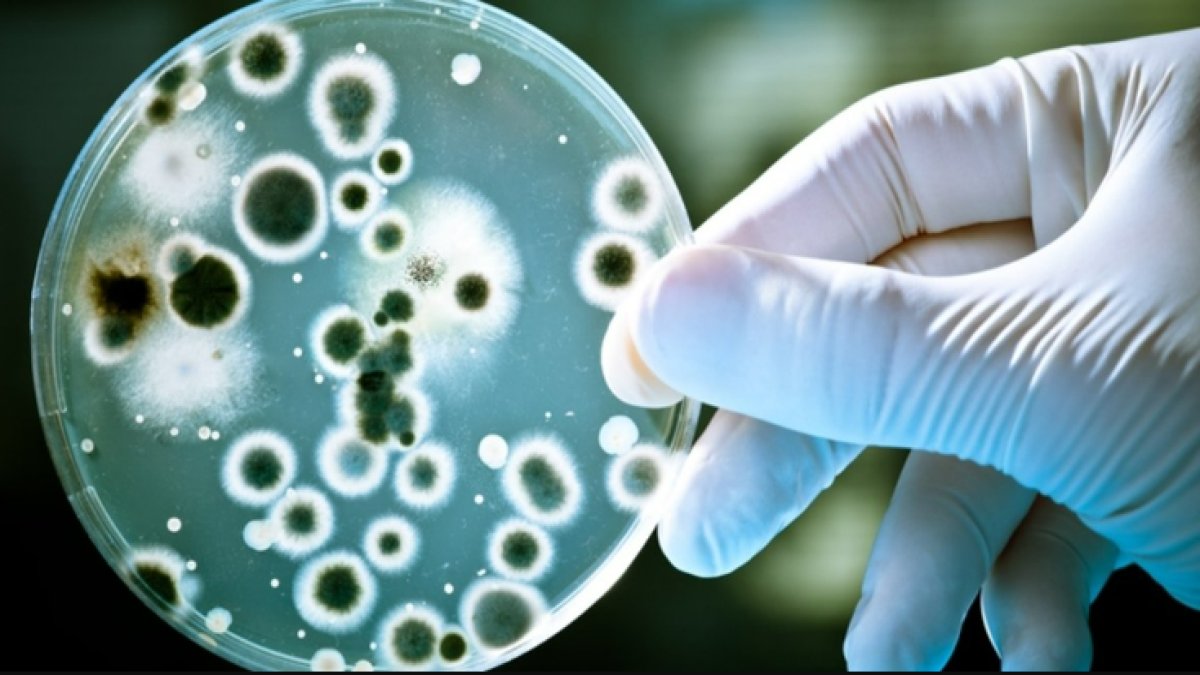 Veba Hastalığı: Tarihi Bir Salgın