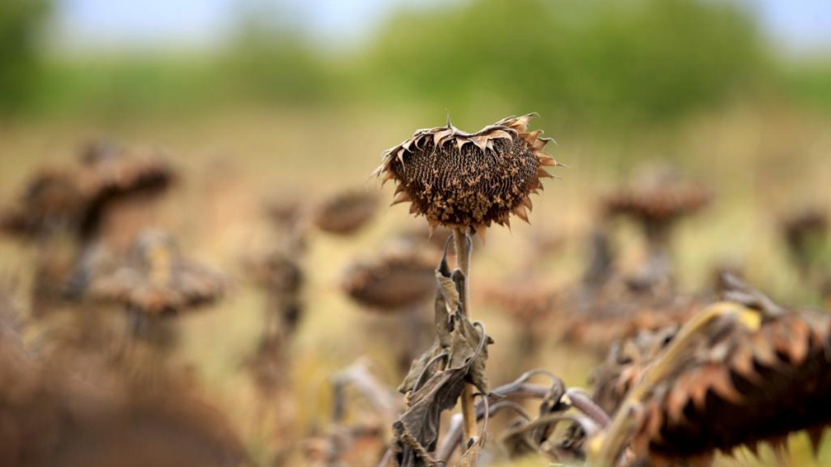 Kuraklık Ayçiçeğini vurdu, verim düştü!