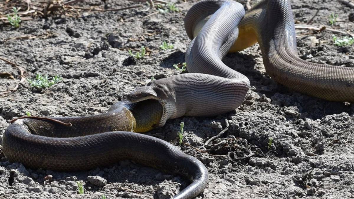 Burası Meksika değil Türkiye! Dev yılanı görenler kaçacak yer aradı, böylesini ilk defa göreceksiniz: O ilimizde istila başladı!