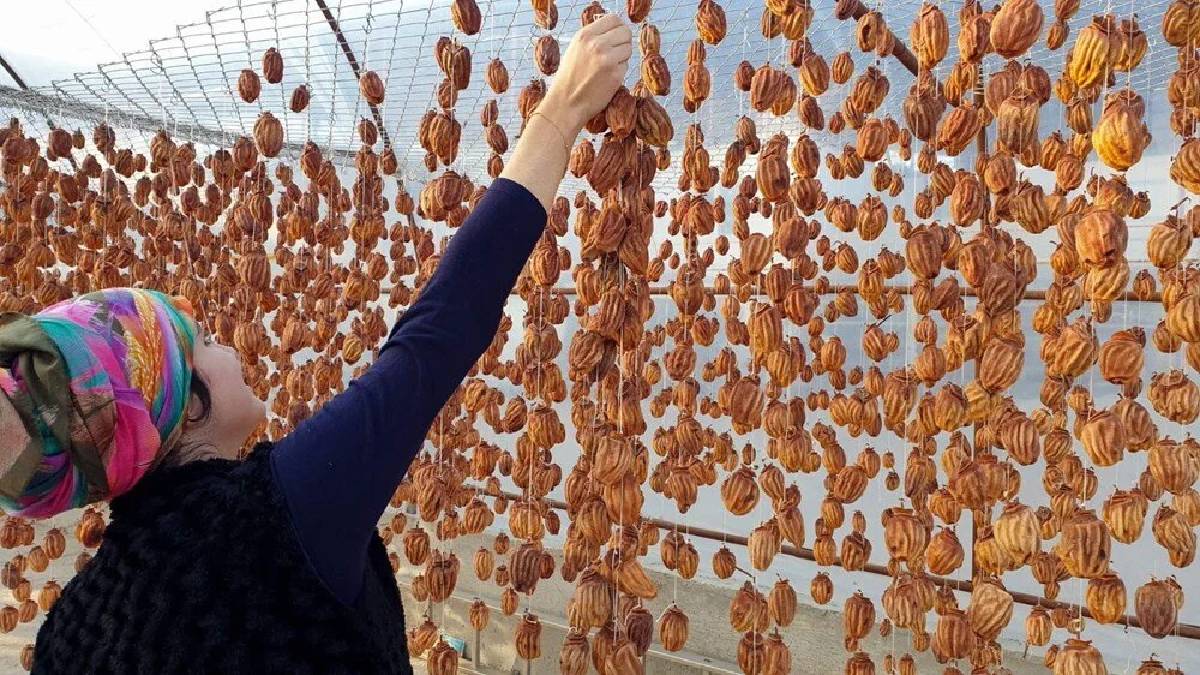 Başta elmaya benziyor olgunlaştıkça bambaşka bir şey oluyor! Kurutulunca fiyatı 10 kat artıyor! Ünü Türkiye'yi de aşmış...