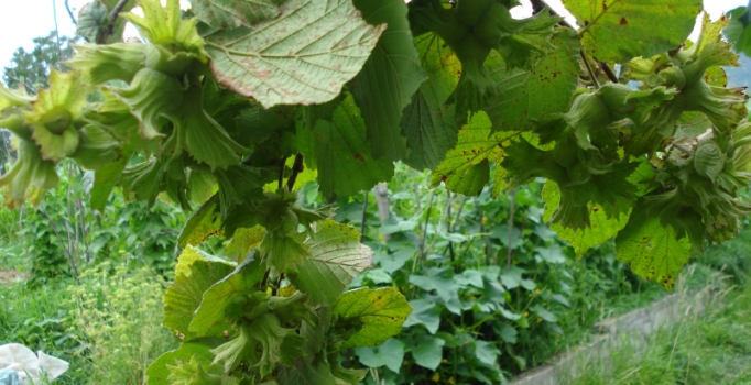 "Fındıkta 10 bin kişilik mevsimlik işçiye ihtiyaç var"